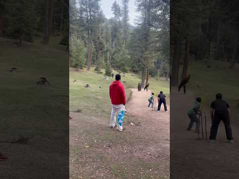 Cricket In Woods