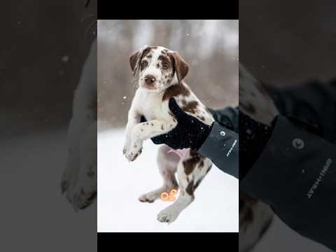 Dog #shorts