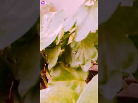 #shortvideo#,#phli dafa#,#whatsapp status#❤️❤️❤️❤️,#4