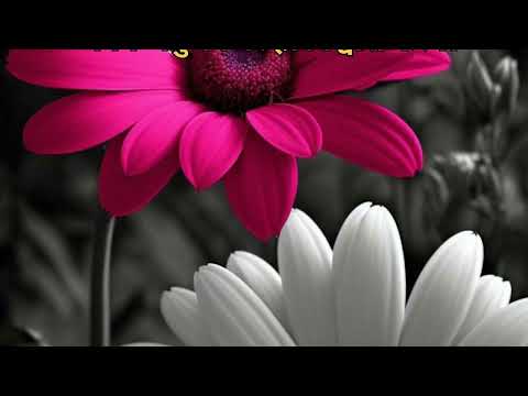 ओशो का आदर्श वाक्य क्या है|Osho motivation speech #oshoguidedmeditation#oshohindi