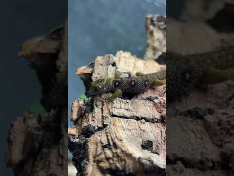 The World’s *RAREST* Lizards?! #shorts #animals #reptiles #science