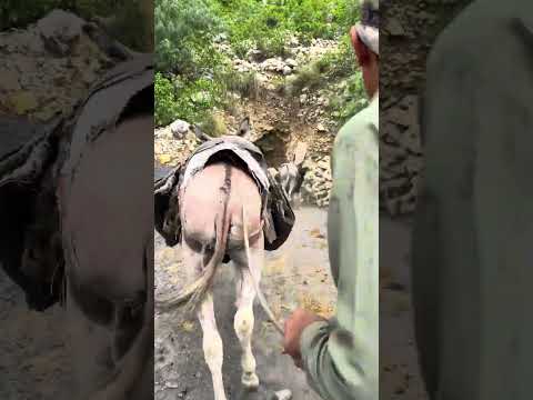 Donkeys work inside a 3000-foot coal mine | diamond mining ⛏️ | coal mining | gold mining |