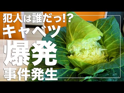 【育ちすぎました】キャベツをミニバケツで水耕栽培してみました｜種まきから収穫、破裂の謎を全解説！