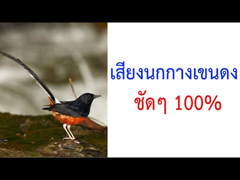 เสียงนกกางเขนดง นกบินหลาดง White-rumped Shama 2021