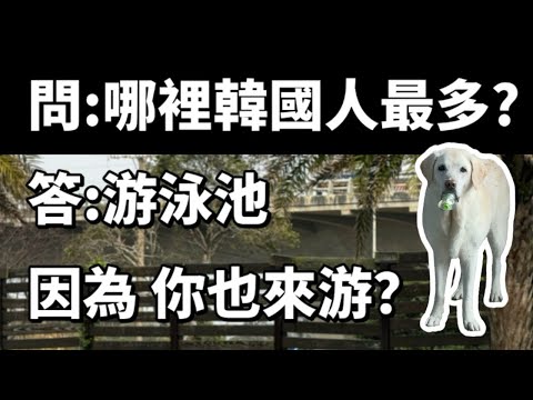 「退役導盲犬Oki」濕冷的天氣仍然堅持要到3號咖啡游泳