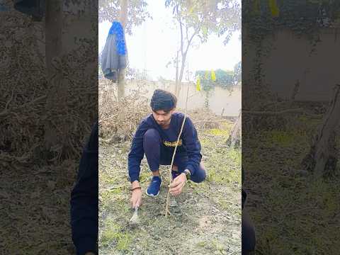 Ek ped maa ke naam🌿☘️ #youtube #reels #short #environment #sayearth #plants #naturelovers #trending
