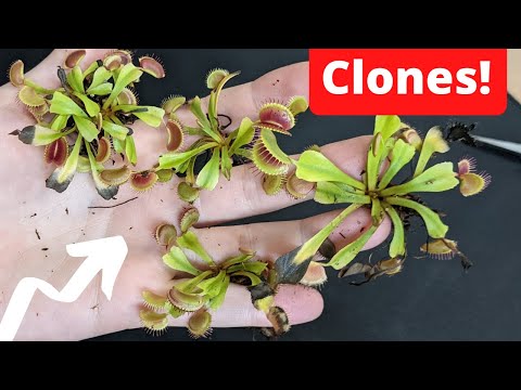 How to Divide a Venus Flytrap - Rhizome Division Propagation 🌱