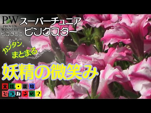 妖精の微笑み！スーパーチュニアビスタミ二・ピンクスターもう直ぐ春植えの植える時期になります大人気PWさんのビスタミニ・ピンクスター全記録を観ながら育て方摘芯切り戻しなど解説【ガーデニング】育て方・園芸