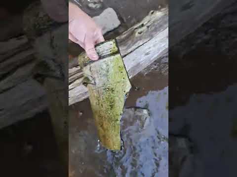 Crock in the Water #indianastones #arrowheadhunting #mudlarking