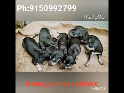 #kanni puppies 🐶#originalbreed#puppy#7000rs#🐶🐶Ph:9150992799