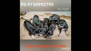 #kanni puppies 🐶#originalbreed#puppy#7000rs#🐶🐶Ph:9150992799