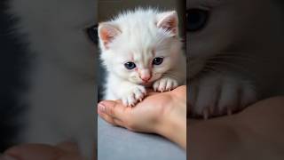 Cutest white tiny kitten cat playing😸😍💖 #cat #tinycat #whitecat #kitten #playing #babycat #shorts