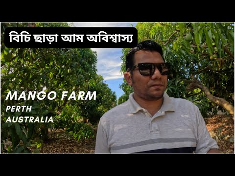 Amazing Seedless Mango Farm II Perth Australia II বিচি ছাড়া আম