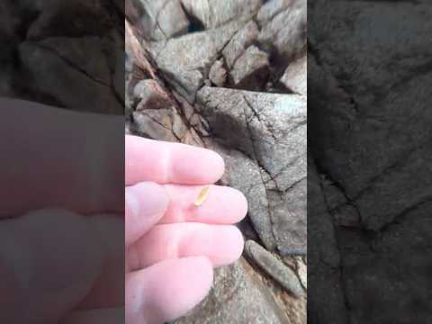 Another nugget from this huge gold deposit! #goldpanning #goldprospecting #adventure