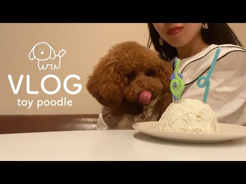 [クリスマス🎄&お誕生日🍰vlog]話しかけると首を傾げるようになったトイプードルの日常 | 日常vlog | 日常ルーティン|