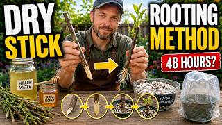 Finally! The 2000-Year-Old Method To Rooting Even DRY Sticks In 48 Hours!