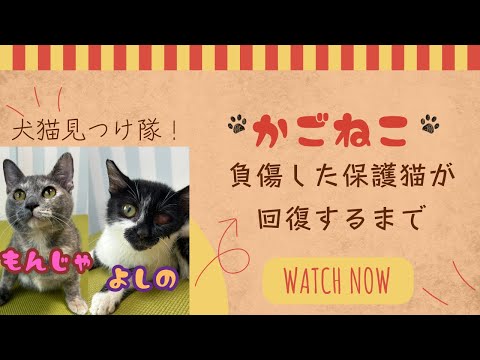 【犬猫見つけ隊！in鹿児島】かごねこ　負傷した保護猫が回復するまで