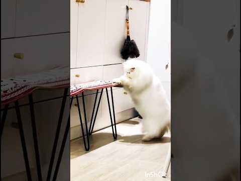 Rustam Dhobi Deepika ke kapde istree karte 😂 #short #viral #cat #comedy #cute #tom #meow #funnycats
