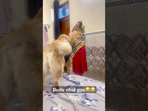 Cute Dudu jealous😂 #comedyvideos #goldenretriever #funnyshorts #doglover #viralvideo #love #fyp