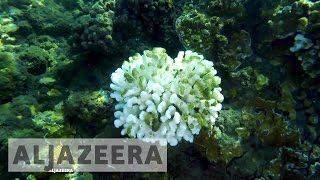 Coral catastrophe: The fight to save our dying reefs - TechKnow