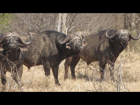 Africa Hunting Rifles 101 With Kevin Robertson