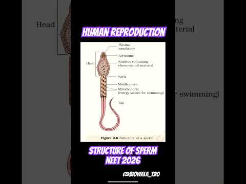 Human Reproduction-Sperm #biology#neet#science #shorts #ncert#trending #viral #zoology #humanbiology