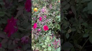Rose rose🤗#nursery #roses#smelltheroses #feelgoodvibes #gudsong