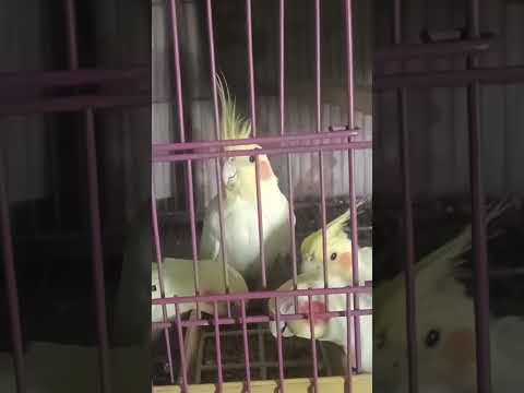 #lovebirds #birds
