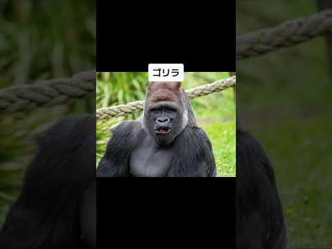 イケメンな動物 Handsome Animals #shorts #wisdom #tiktok