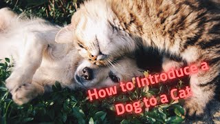 how to introduce a dog to a cat