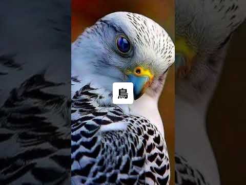 今よりも大きかったかもしれない動物 Animals that may have been larger than they are now. #shorts #wisdom