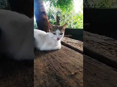 #shortvideo #subscribe #wait