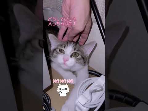 入っちゃダメ🙅