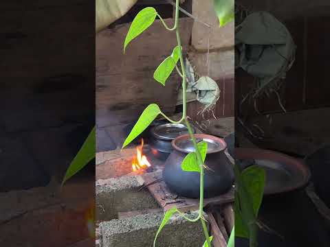 Desi Cooking #desi #cooking #wooden #oldisgold #ancient #calicut #food #boiling