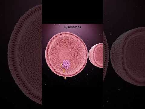 lysosomal action #3d #medicosphere #animation #anatomy #physiology #viral #shorts #lysosome #medicos