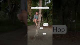 How to climb a coconut tree
