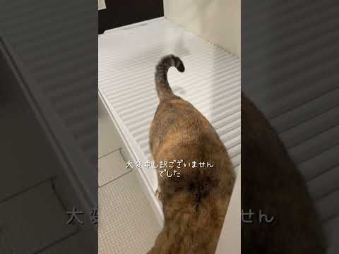 お湯飲みにきたのに #猫 #cat #ネコズ #ねこ