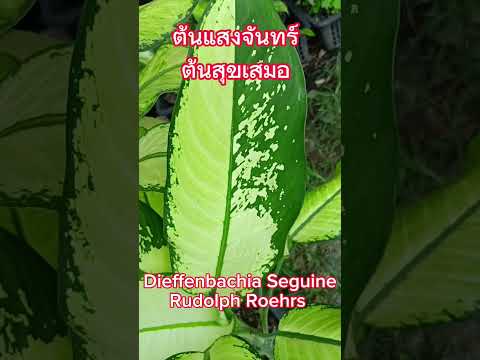 ต้นแสงจันทร์