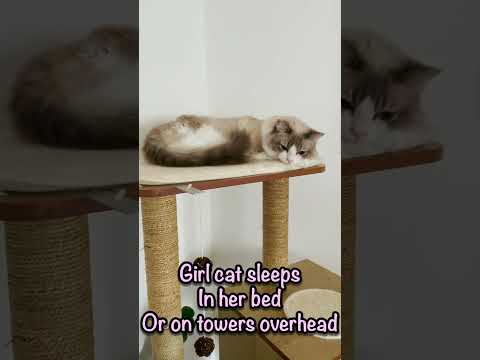 Two Cats Sleep