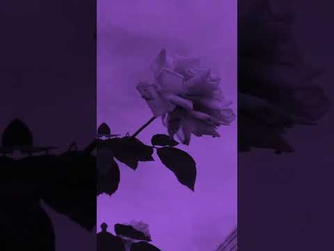 Amaria bb - slow motion lyrics whatsupp status ︳English song status ︳Aesthetic status💖