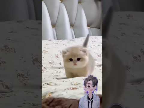 Gemesin ga sih? #cute #kitten #cat #catlover #cutecat