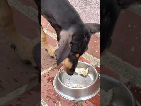 Hunter Dogs of Tamil Nadu