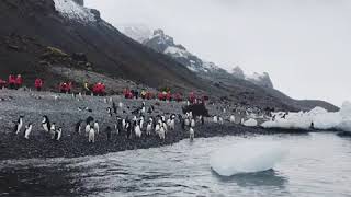 Up close with the Penguins of Antartica (It’s all about exploring#1)