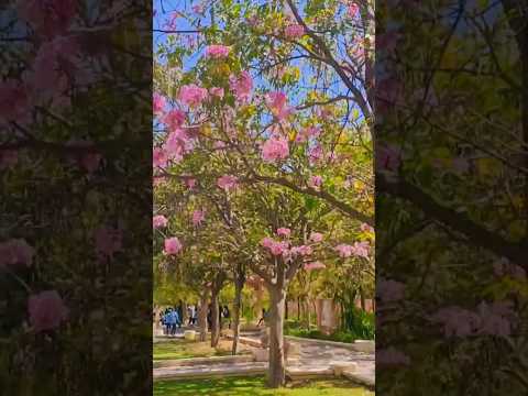 Where is this place ?🤔😁#iwantyou #like #magnetic #beutifull #flowers #ytshorts #viralvideo #india