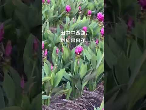 田中鎮中西路#粉紅薑荷花