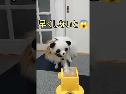 激おこな犬は待ったなし！ #激おこ #パピヨン犬 #可愛い