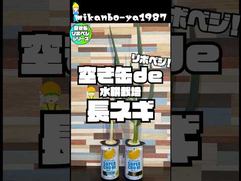 【リボベジ】長ネギを空き缶で再生してみた！室内だけで簡単水耕栽培！