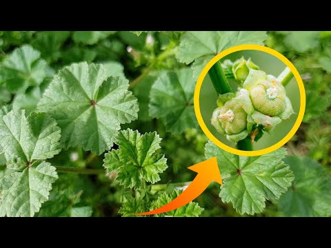 5 Incredible Health Benefits of Common Mallow (Malva Neglecta)