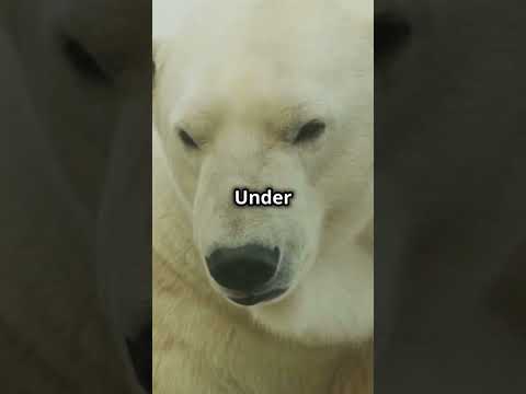 5 Unknown Facts About Polar Bears! 🐻‍❄️ | Mind-Blowing Animal Facts!