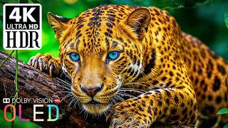 Cinematic Video for OLED Display Test | 16K HDR 240fps Dolby Vision (4K Video • 8K ULTRA HD TV)